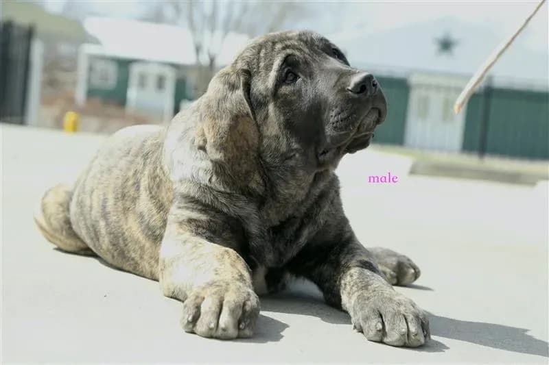 Caucasin Ovcharka/FB pup 3
