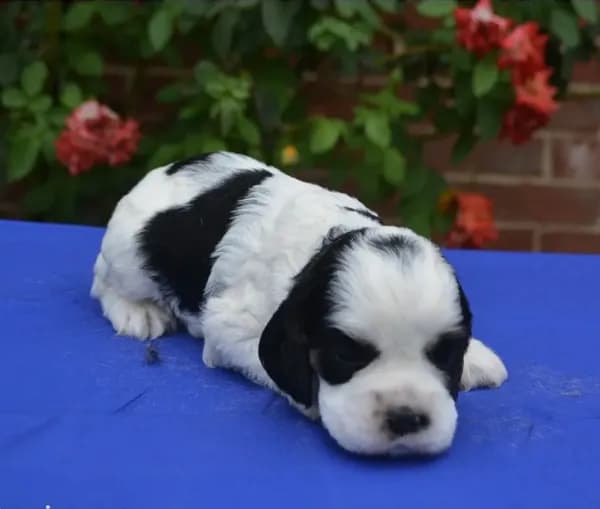 AKC Black Tri Male 2