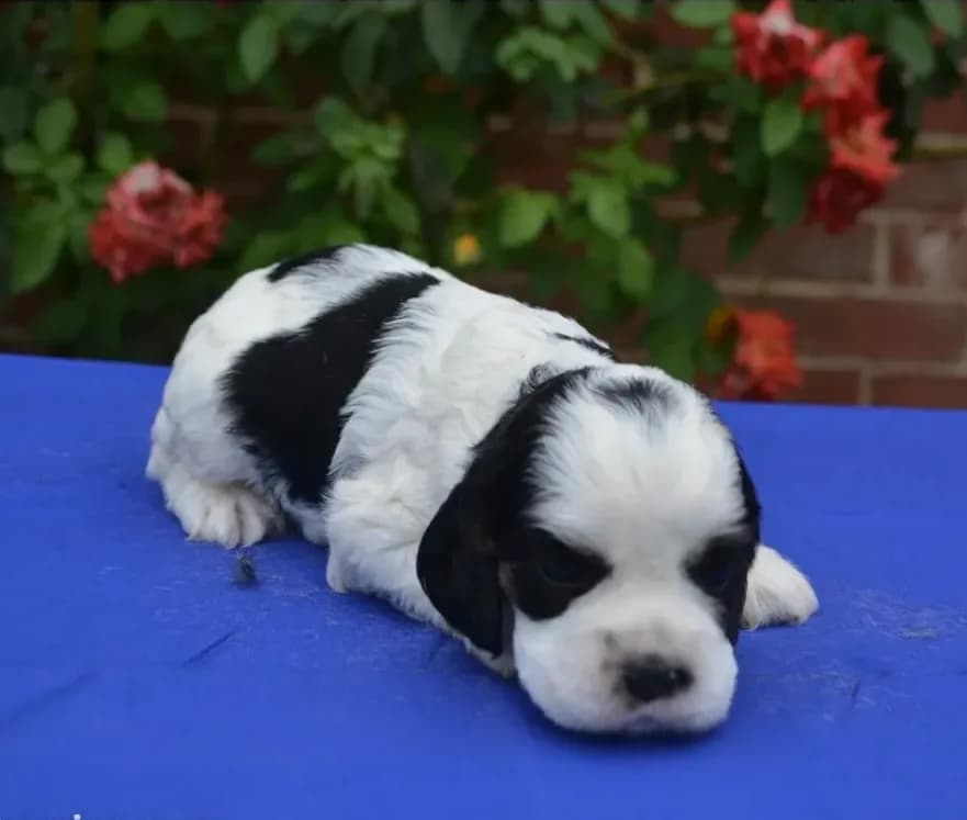 AKC Black Tri Male 2