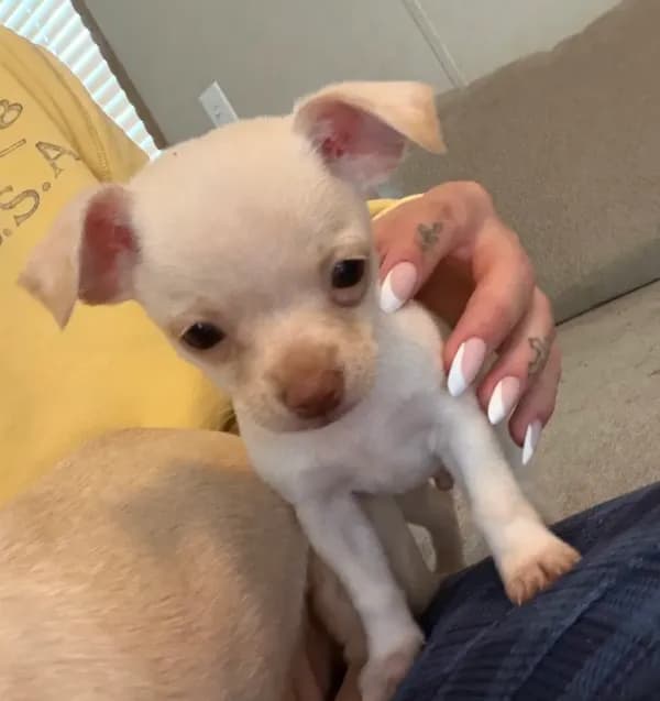 CKC Gizmo
