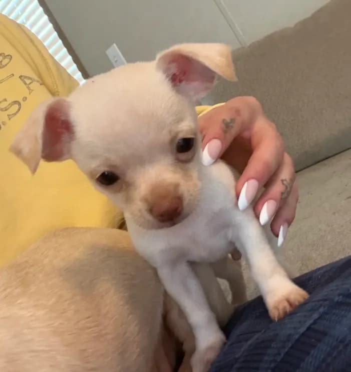 CKC Gizmo