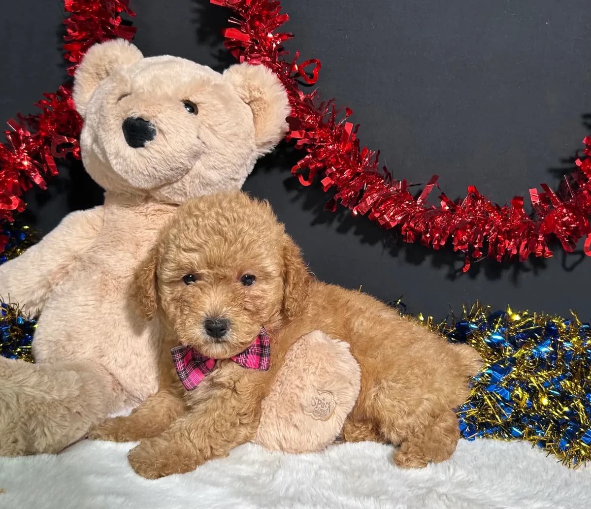 Lila