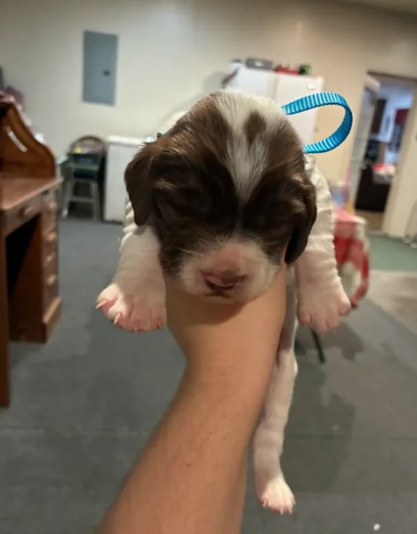 (Light blue collar)