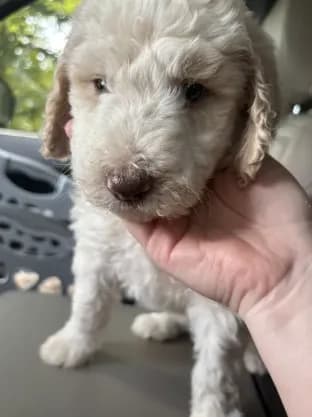 Gus