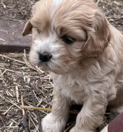 Sweet boy REDUCED