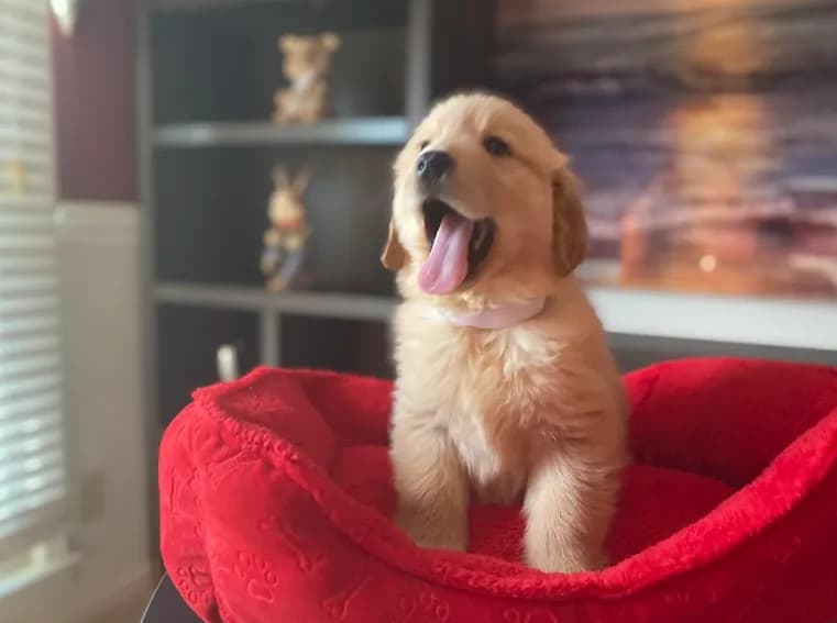 Golden AKC 1