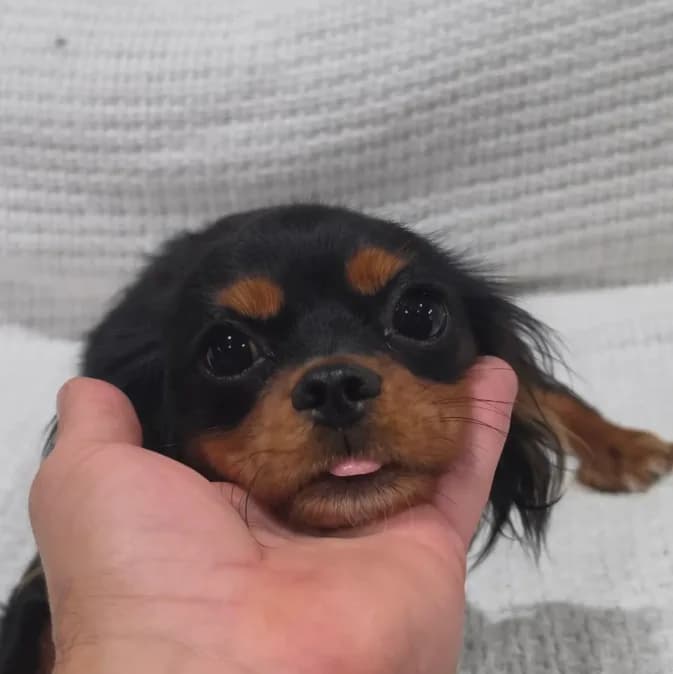 Mitzy