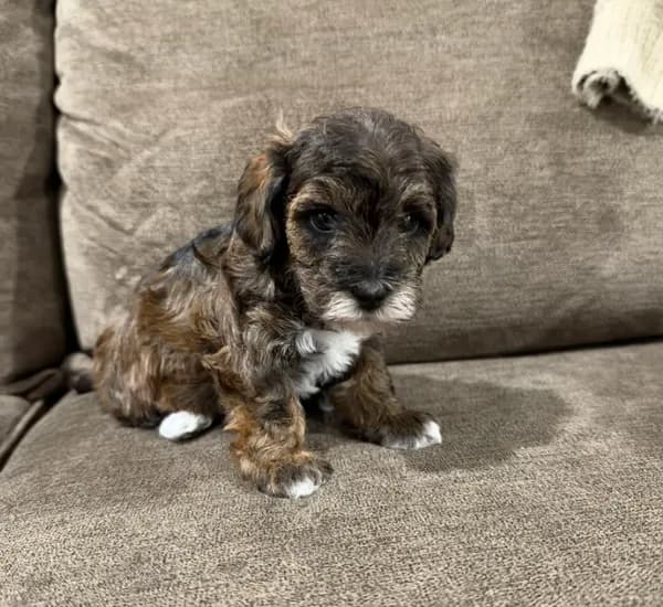 Otis