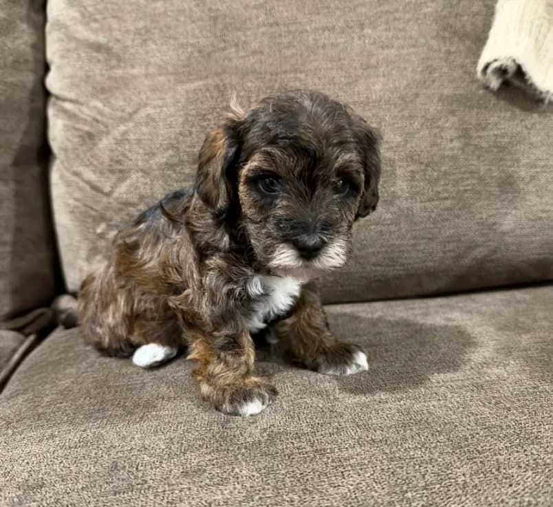 Otis