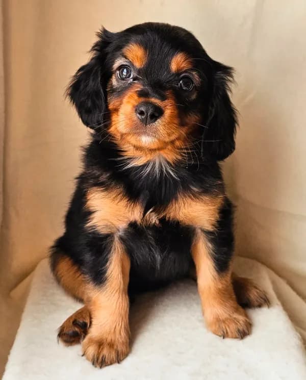 Dolly