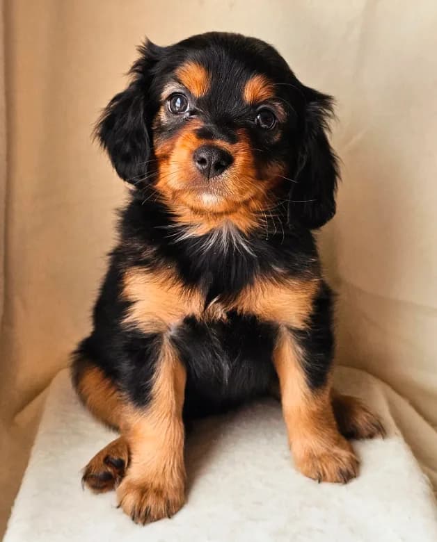Dolly