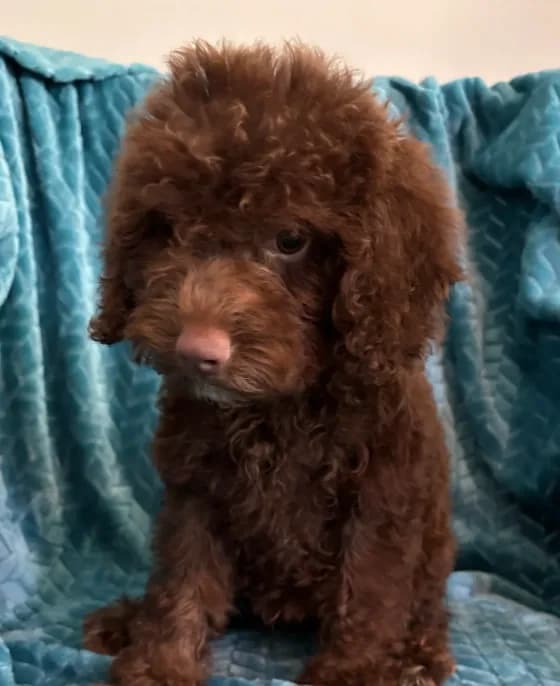 Hershey