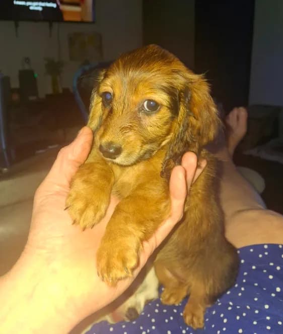 Long-haired Padgett (AKC/CKC)
