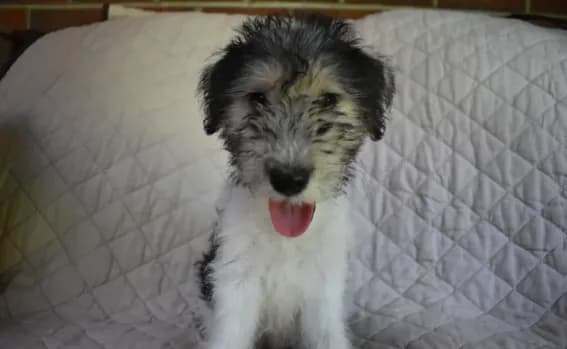 Puppy #4 (girl) (Orange)