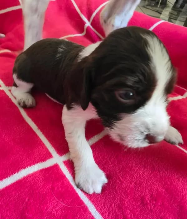 English springer spaniel