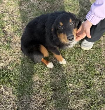 Mini aussie