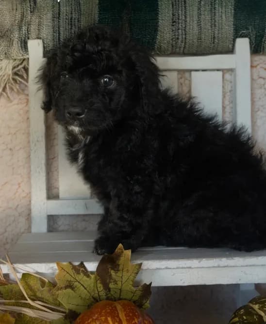 Cooper