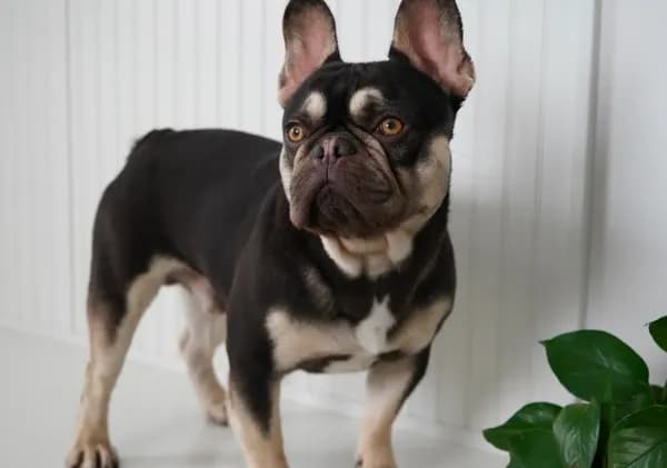 Samson