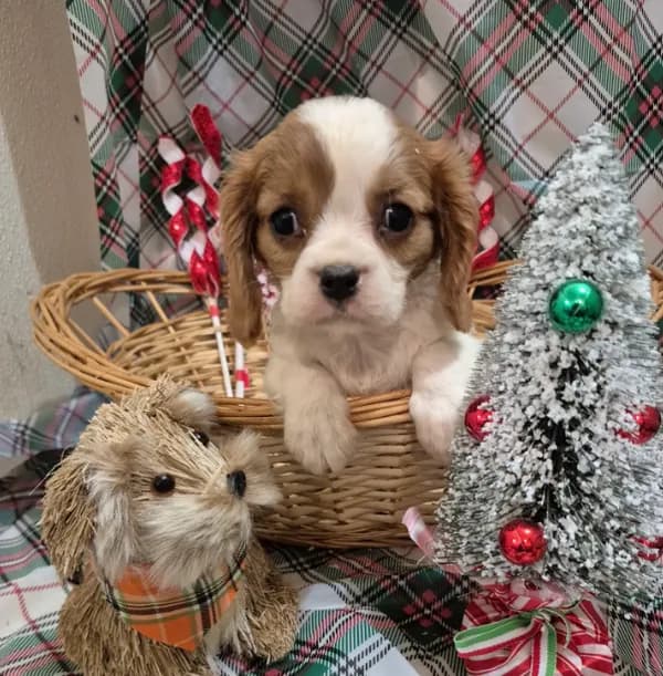 Poochi