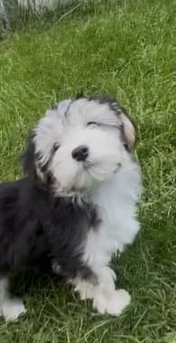 Jack