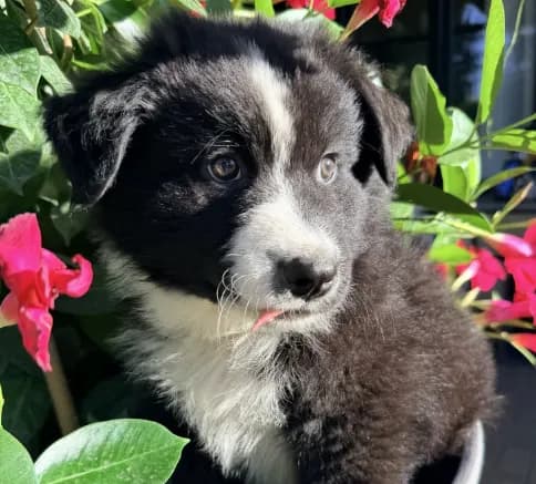 Oso