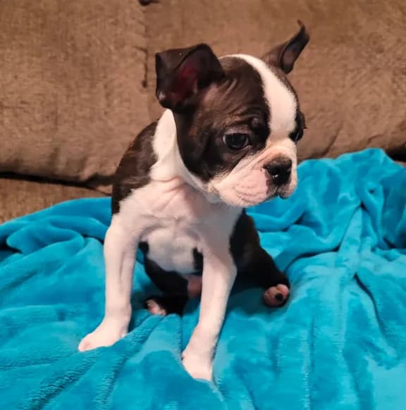 💙 AKC Tiny 💙 Only 5lb