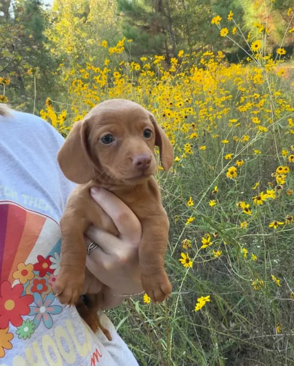 Female dachshund