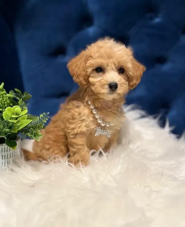 Sweetie