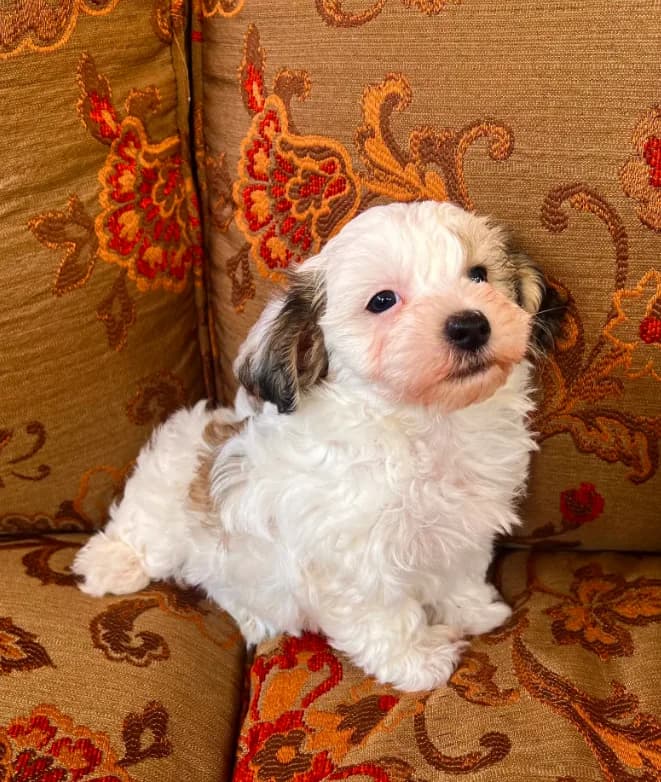 Schnoodle Female