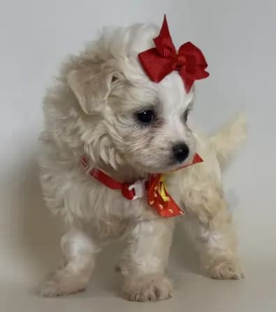 Micro TCUP Maltipoo 💕