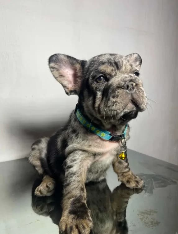 Taz