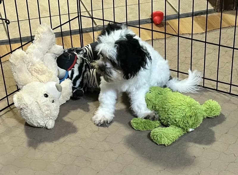 Oreo