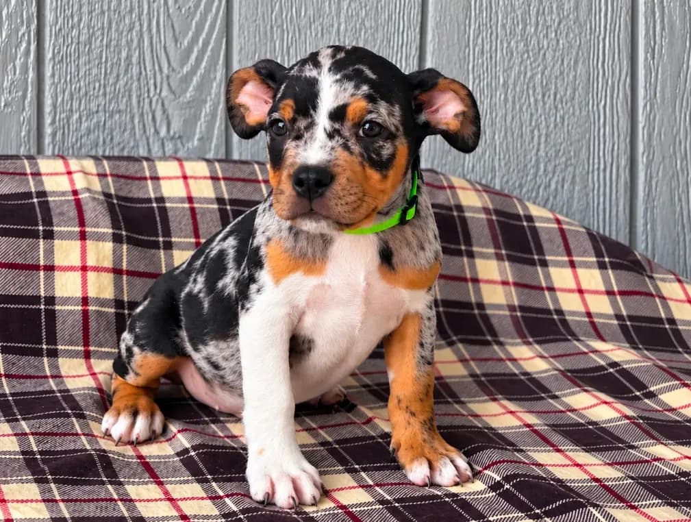 Bully pup for sale