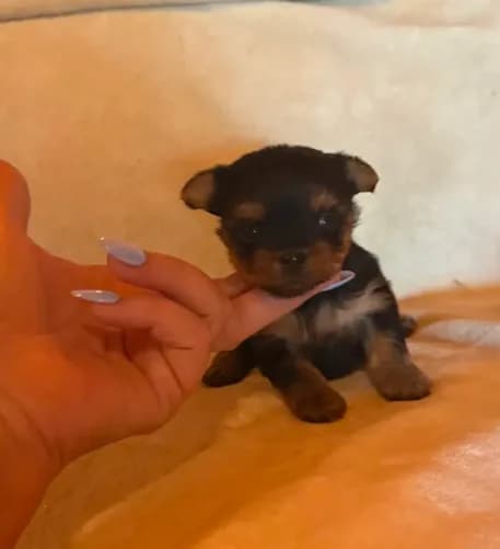 Pixie