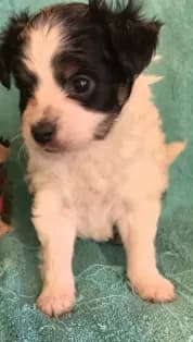 Blk and wht male