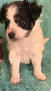 Blk and wht male
