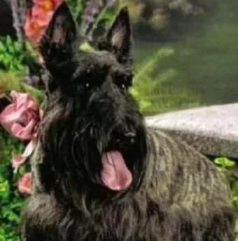 Scottie
