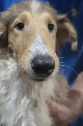 Heidi Collie