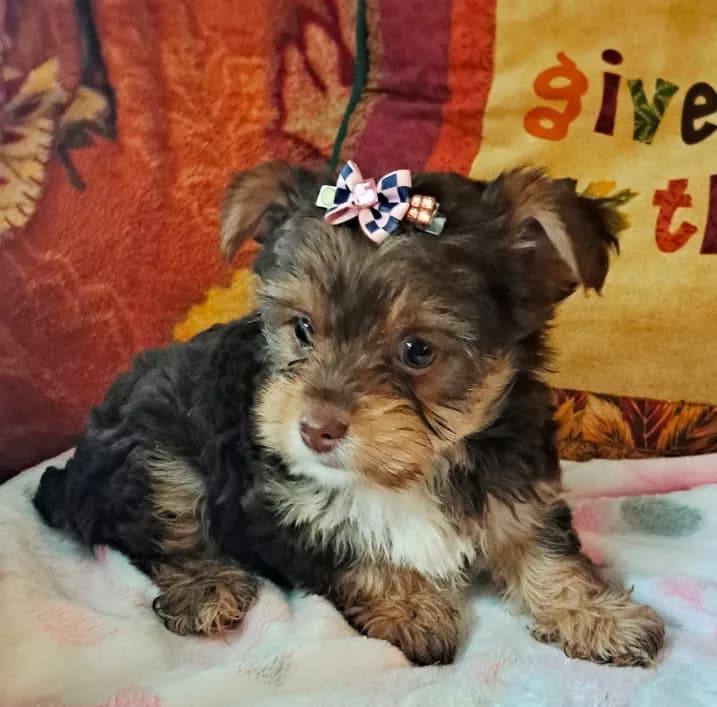 Akc Penny