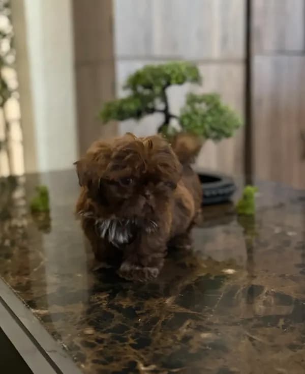 Shihtzu AKC