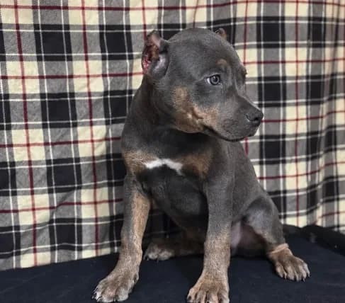 American Bully Blue
