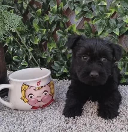 Mr Pup