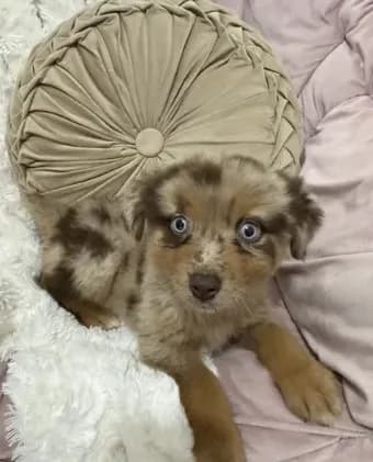 Princess