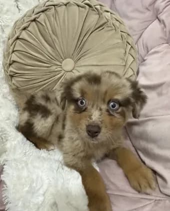 Princess