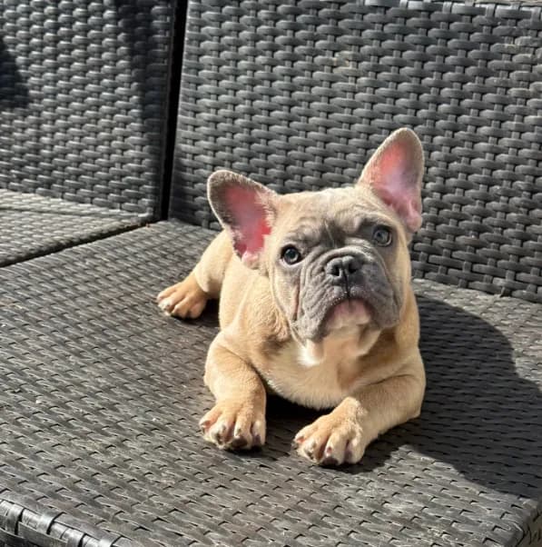 Chubster