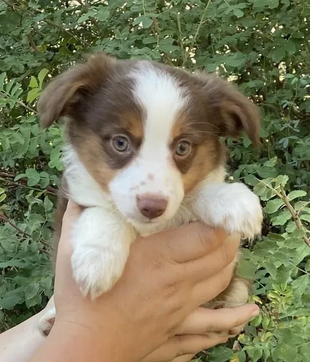Bindi