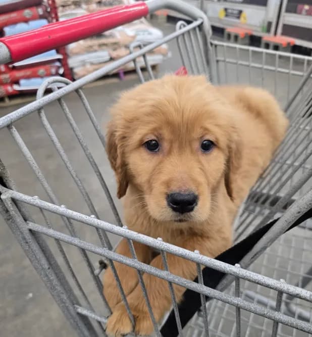 Murphy