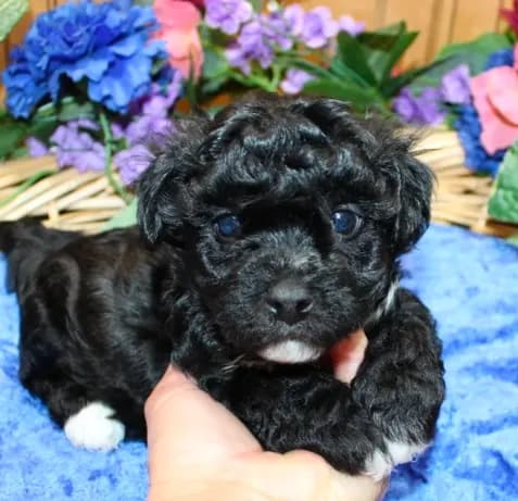 Black with White Yorkie-Bichon Baron male