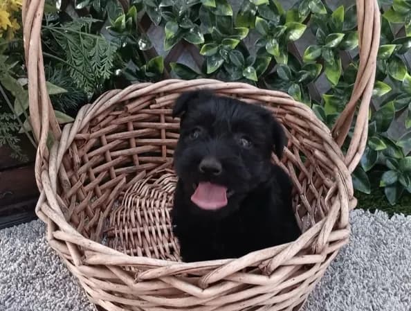Ms Scottish Terrier