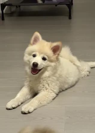 Pomsky Puppy